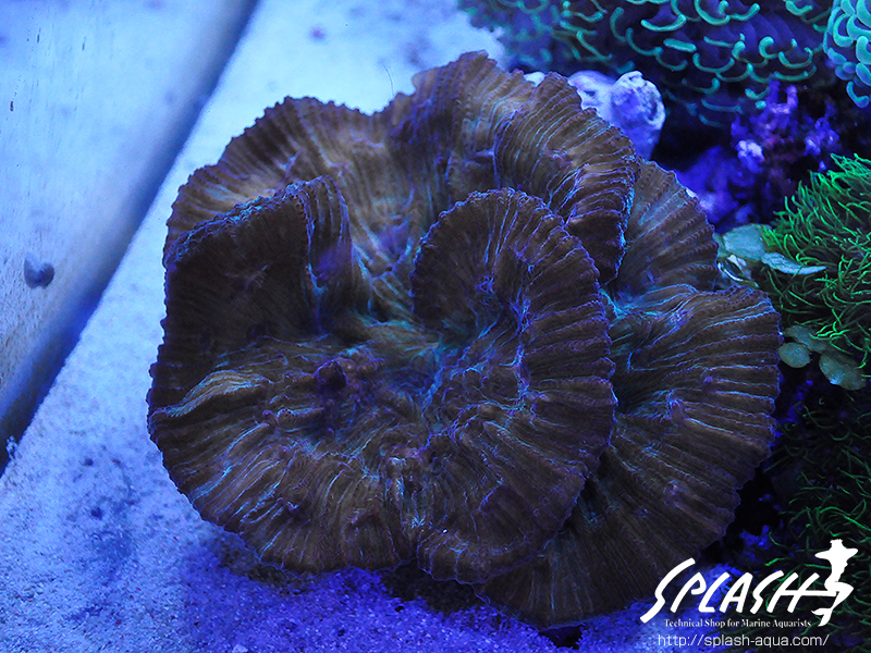 スミレヤッコ、ライブロック入荷中!ミドリイシ、LPS、ソフトコーラル!