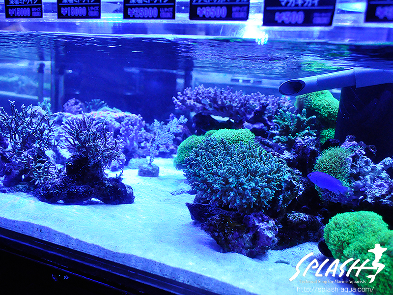 スミレヤッコ、ライブロック入荷中!ミドリイシ、LPS、ソフトコーラル!