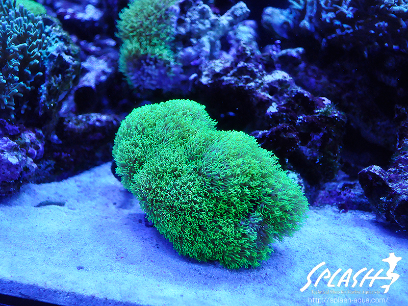 スミレヤッコ、ライブロック入荷中!ミドリイシ、LPS、ソフトコーラル!