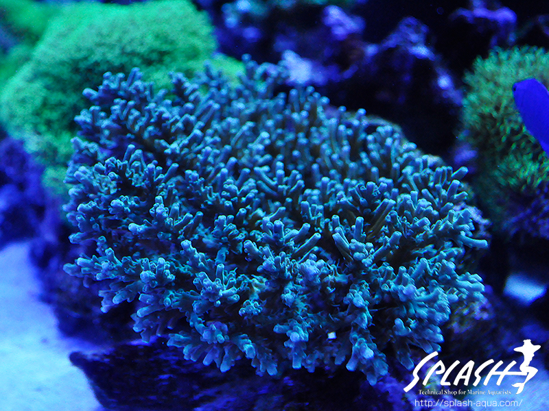 スミレヤッコ、ライブロック入荷中!ミドリイシ、LPS、ソフトコーラル!