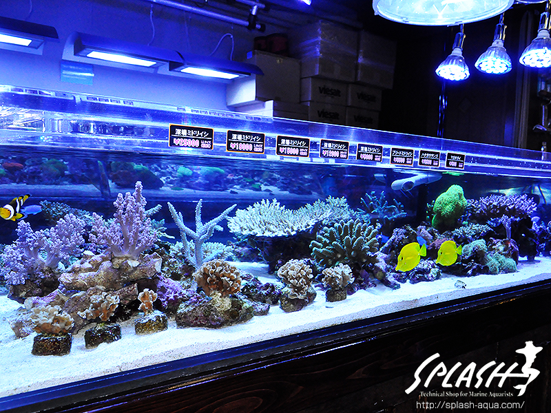 スミレヤッコ、ライブロック入荷中!ミドリイシ、LPS、ソフトコーラル!