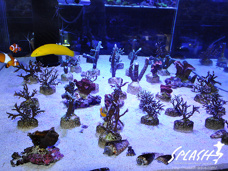 スミレヤッコ、ライブロック入荷中!ミドリイシ、LPS、ソフトコーラル!