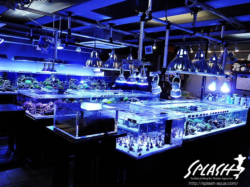 スミレヤッコ、ライブロック入荷中!ミドリイシ、LPS、ソフトコーラル!