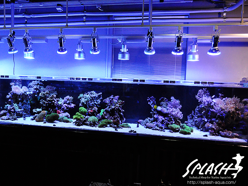 スミレヤッコ、ライブロック入荷中!ミドリイシ、LPS、ソフトコーラル!