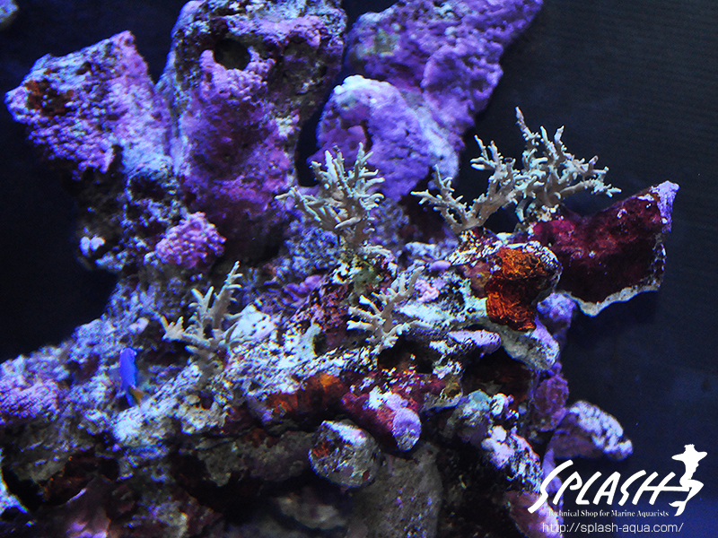 スミレヤッコ、ライブロック入荷中!ミドリイシ、LPS、ソフトコーラル!