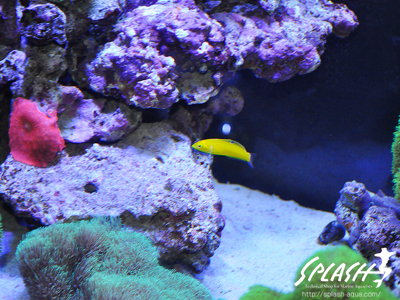 スミレヤッコ、ライブロック入荷中!ミドリイシ、LPS、ソフトコーラル!