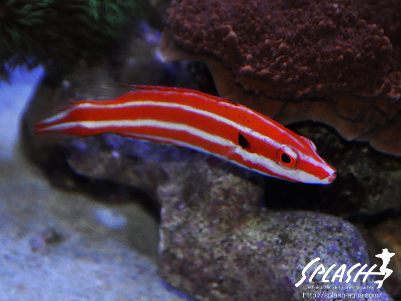 スミレヤッコ、ライブロック入荷中!ミドリイシ、LPS、ソフトコーラル!