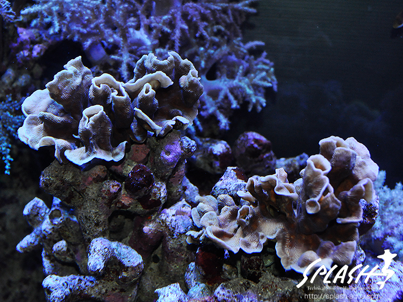 スミレヤッコ、ライブロック入荷中!ミドリイシ、LPS、ソフトコーラル!