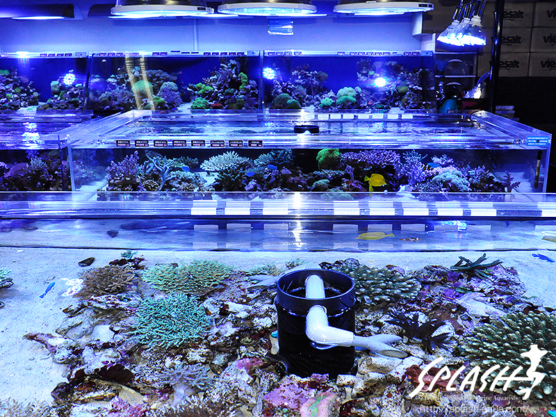 スミレヤッコ、ライブロック入荷中!ミドリイシ、LPS、ソフトコーラル!