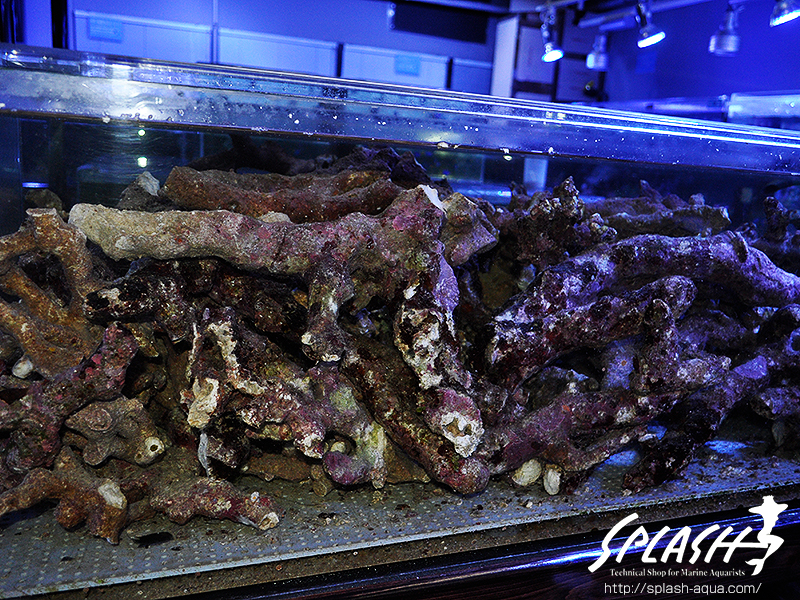 スミレヤッコ、ライブロック入荷中!ミドリイシ、LPS、ソフトコーラル!