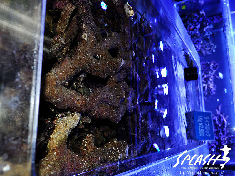 スミレヤッコ、ライブロック入荷中!ミドリイシ、LPS、ソフトコーラル!