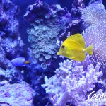 ブリードミドリイシ、ホワイトマクロス、状態最高な珊瑚、海水魚が多数在庫中！