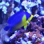 ブリードミドリイシ、ホワイトマクロス、状態最高な珊瑚、海水魚が多数在庫中！