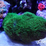 ブリードミドリイシ、ホワイトマクロス、状態最高な珊瑚、海水魚が多数在庫中！