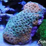 ブリードミドリイシ、ホワイトマクロス、状態最高な珊瑚、海水魚が多数在庫中！