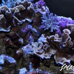 ブリードミドリイシ、ホワイトマクロス、状態最高な珊瑚、海水魚が多数在庫中！