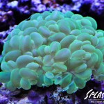 ブリードミドリイシ、ホワイトマクロス、状態最高な珊瑚、海水魚が多数在庫中！