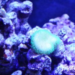 ブリードミドリイシ、ホワイトマクロス、状態最高な珊瑚、海水魚が多数在庫中！