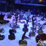 ブリードミドリイシ、ホワイトマクロス、状態最高な珊瑚、海水魚が多数在庫中！