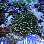 ブリードミドリイシ、ホワイトマクロス、状態最高な珊瑚、海水魚が多数在庫中！