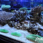 ブリードミドリイシ、ホワイトマクロス、状態最高な珊瑚、海水魚が多数在庫中！