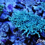 ブリードミドリイシ、ホワイトマクロス、状態最高な珊瑚、海水魚が多数在庫中！