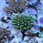 ブリードミドリイシ、ホワイトマクロス、状態最高な珊瑚、海水魚が多数在庫中！