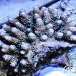 ブリードミドリイシ、ホワイトマクロス、状態最高な珊瑚、海水魚が多数在庫中！