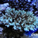 ブリードミドリイシ、ホワイトマクロス、状態最高な珊瑚、海水魚が多数在庫中！