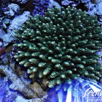 ブリードミドリイシ、ホワイトマクロス、状態最高な珊瑚、海水魚が多数在庫中！