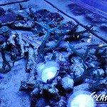 ブリードミドリイシ、ホワイトマクロス、状態最高な珊瑚、海水魚が多数在庫中！