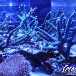 ブリードミドリイシ、ホワイトマクロス、状態最高な珊瑚、海水魚が多数在庫中！