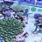 ブリードミドリイシ、ホワイトマクロス、状態最高な珊瑚、海水魚が多数在庫中！