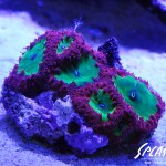 ブリードミドリイシ、ホワイトマクロス、状態最高な珊瑚、海水魚が多数在庫中！