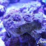 ブリードミドリイシ、ホワイトマクロス、状態最高な珊瑚、海水魚が多数在庫中！