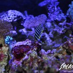 ブリードミドリイシ、ホワイトマクロス、状態最高な珊瑚、海水魚が多数在庫中！