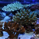 ブリードミドリイシ、ホワイトマクロス、状態最高な珊瑚、海水魚が多数在庫中！