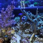 ブリードミドリイシ、ホワイトマクロス、状態最高な珊瑚、海水魚が多数在庫中！