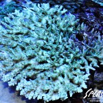 ブリードミドリイシ、ホワイトマクロス、状態最高な珊瑚、海水魚が多数在庫中！