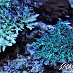 ブリードミドリイシ、ホワイトマクロス、状態最高な珊瑚、海水魚が多数在庫中！