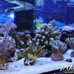 ブリードミドリイシ、ホワイトマクロス、状態最高な珊瑚、海水魚が多数在庫中！