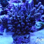 ブリードミドリイシ、ホワイトマクロス、状態最高な珊瑚、海水魚が多数在庫中！