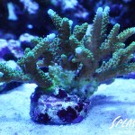 ブリードミドリイシ、ホワイトマクロス、状態最高な珊瑚、海水魚が多数在庫中！