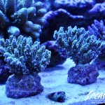 ブリードミドリイシ、ホワイトマクロス、状態最高な珊瑚、海水魚が多数在庫中！