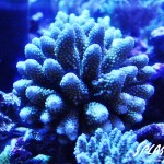 ブリードミドリイシ、ホワイトマクロス、状態最高な珊瑚、海水魚が多数在庫中！