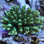 ブリードミドリイシ、ホワイトマクロス、状態最高な珊瑚、海水魚が多数在庫中！