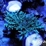 ブリードミドリイシ、ホワイトマクロス、状態最高な珊瑚、海水魚が多数在庫中！