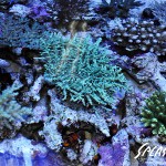 ブリードミドリイシ、ホワイトマクロス、状態最高な珊瑚、海水魚が多数在庫中！