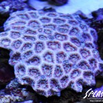 ブリードミドリイシ、ホワイトマクロス、状態最高な珊瑚、海水魚が多数在庫中！