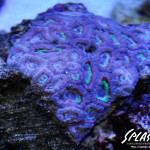 ブリードミドリイシ、ホワイトマクロス、状態最高な珊瑚、海水魚が多数在庫中！